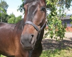 dressage horse Racing Cup (Westphalian, 2009, from Rock Forever NRW)