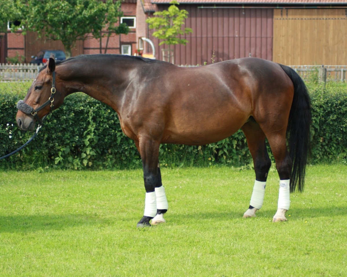 broodmare Flair (Westphalian, 1996, from Federball)