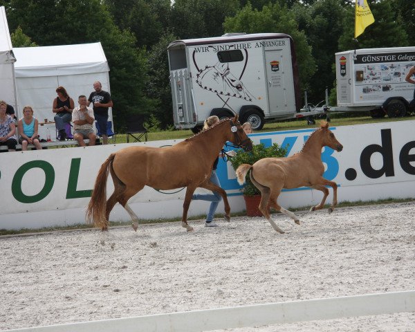 horse Stute von Golden State 2 (German Riding Pony, 2014, from Golden State 2)