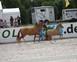 Pferd Stute von Golden State 2 (Deutsches Reitpony, 2014, von Golden State 2)