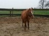 broodmare Steinlady (German Riding Pony, 1997, from Bolero)