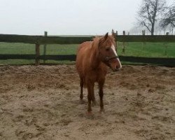 Pferd Steinlady (Deutsches Reitpony, 1997, von Bolero)