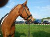 dressage horse Winsome 4 (Bavarian, 2002, from Wetten Dass)