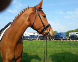 dressage horse Winsome 4 (Bavarian, 2002, from Wetten Dass)