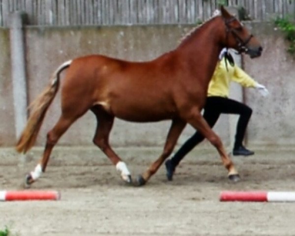 dressage horse Guiletta (German Riding Pony, 2005)