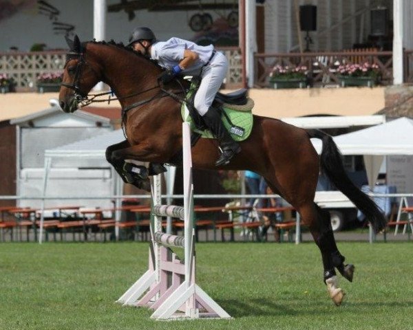 jumper Appletini Ice (Holsteiner, 2008, from Glock's Lightning)