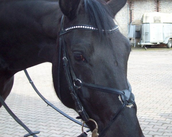 horse Wonda L'unica (Westphalian, 2001, from Wellcome)