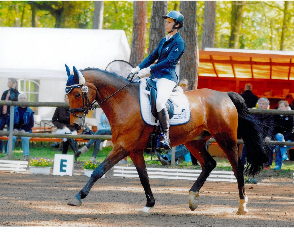 Springpferd Advantage (Westfale, 2003, von Adlantus As FRH)