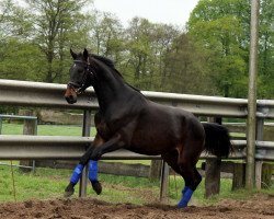 jumper Vincent 176 (Hanoverian, 2009, from Vesuv 35)