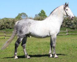 stallion Pluto Biondella (Lipizzaner,  , from Pluto Mantua II)