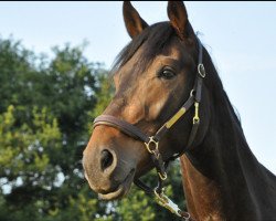 dressage horse Leofric (Westphalian, 2010, from Laureus NRW)