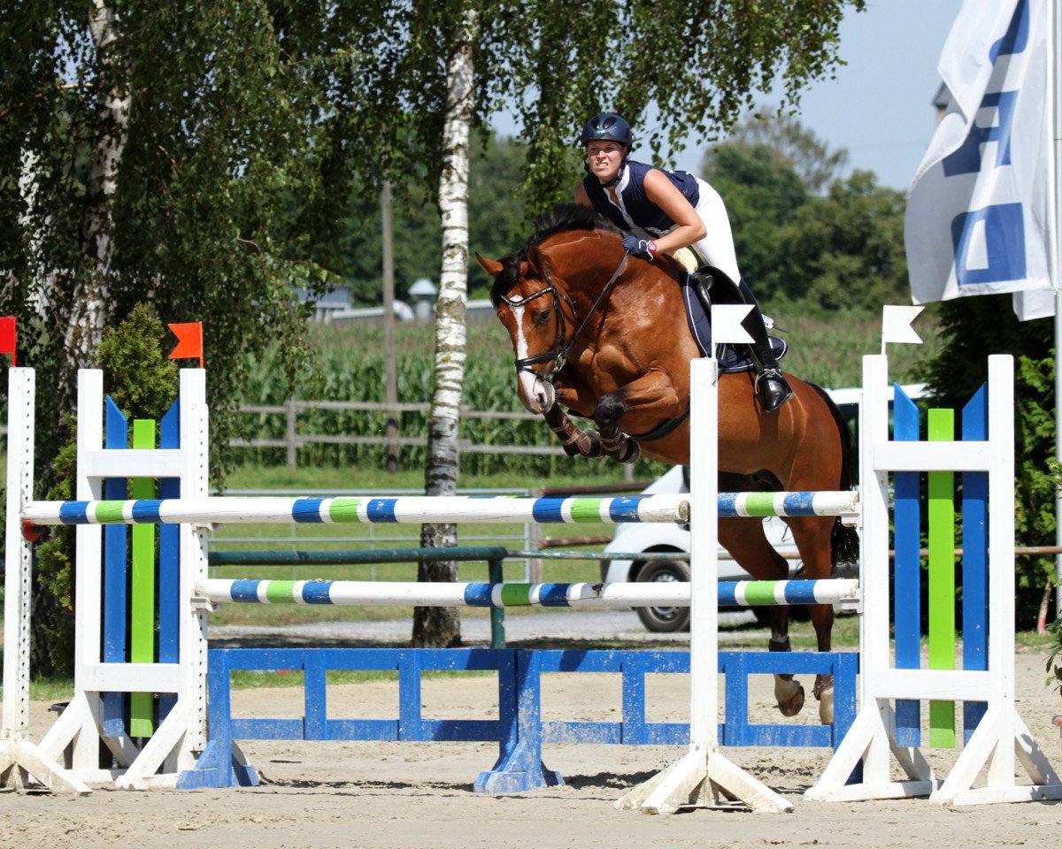 Springpferd Lisbona (Westfale, 2003, von Lissabon 29)