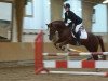 jumper Da Vinci K (German Riding Pony, 1998, from Durello)