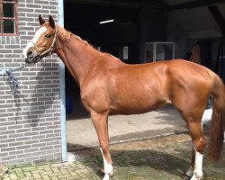 jumper Vendelin (KWPN (Royal Dutch Sporthorse), 2002, from Burggraaf)