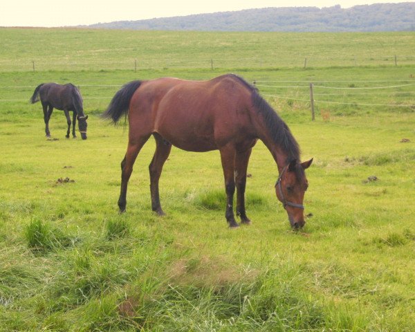 horse Sunshine Reggae 3 (Austrian Warmblood, 1991, from Enterprice)