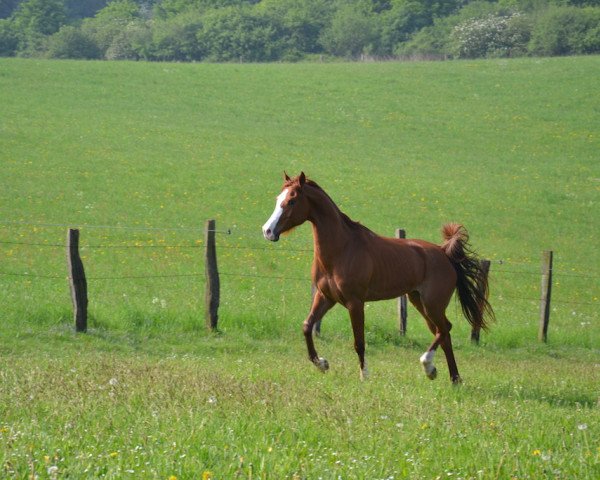 Pferd Haras ox 5 (Vollblutaraber, 2007, von Millennium ox)