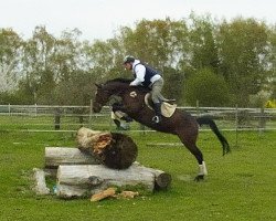 jumper Seventh Sense 3 (Polish Warmblood, 2005, from Bonaparte AA)