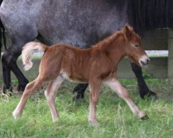 Pferd Anthony Deluxe-L (Shetland Pony, 2014, von Aragorn)