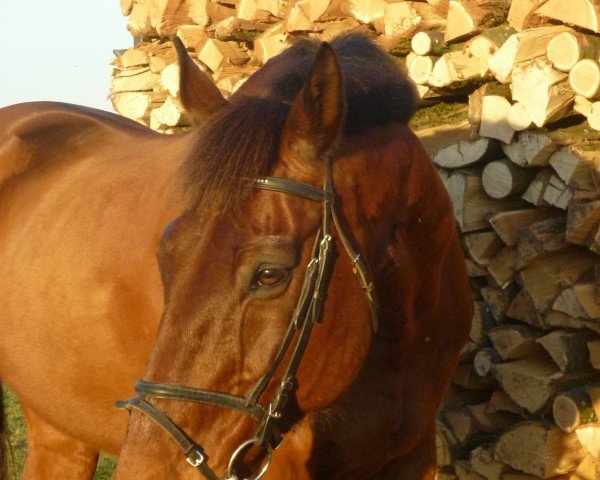 jumper Gigolo 390 (German Warmblood, 1994, from Granit)