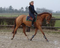 horse Altefeld's Goldmarie (German Warmblood, 2004, from Graf Faedo)