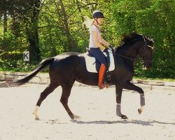 horse Moon River (German Warmblood, 2008, from Graf Skalde)