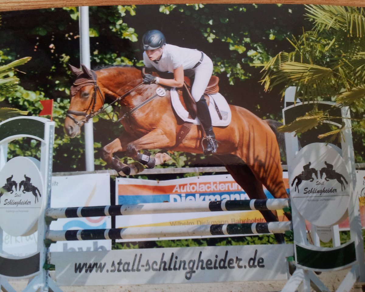 Springpferd Cariko 2 (Westfale, 2010, von Congress)