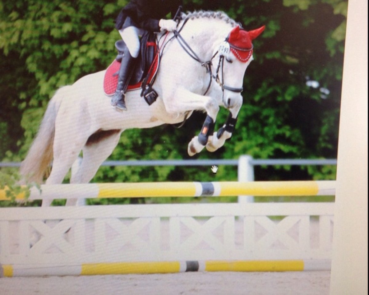 Zuchtstute Steis-Stella (Luxemburgisches Pony, 1999, von Steis-Bold)