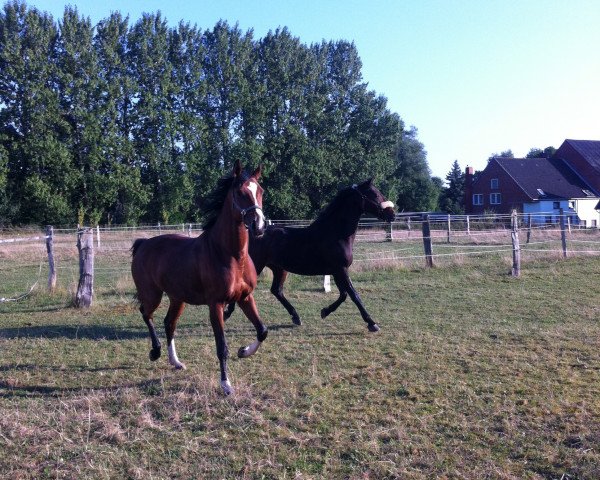 broodmare Fiderleicht (Rhinelander, 2007, from Fidertanz)