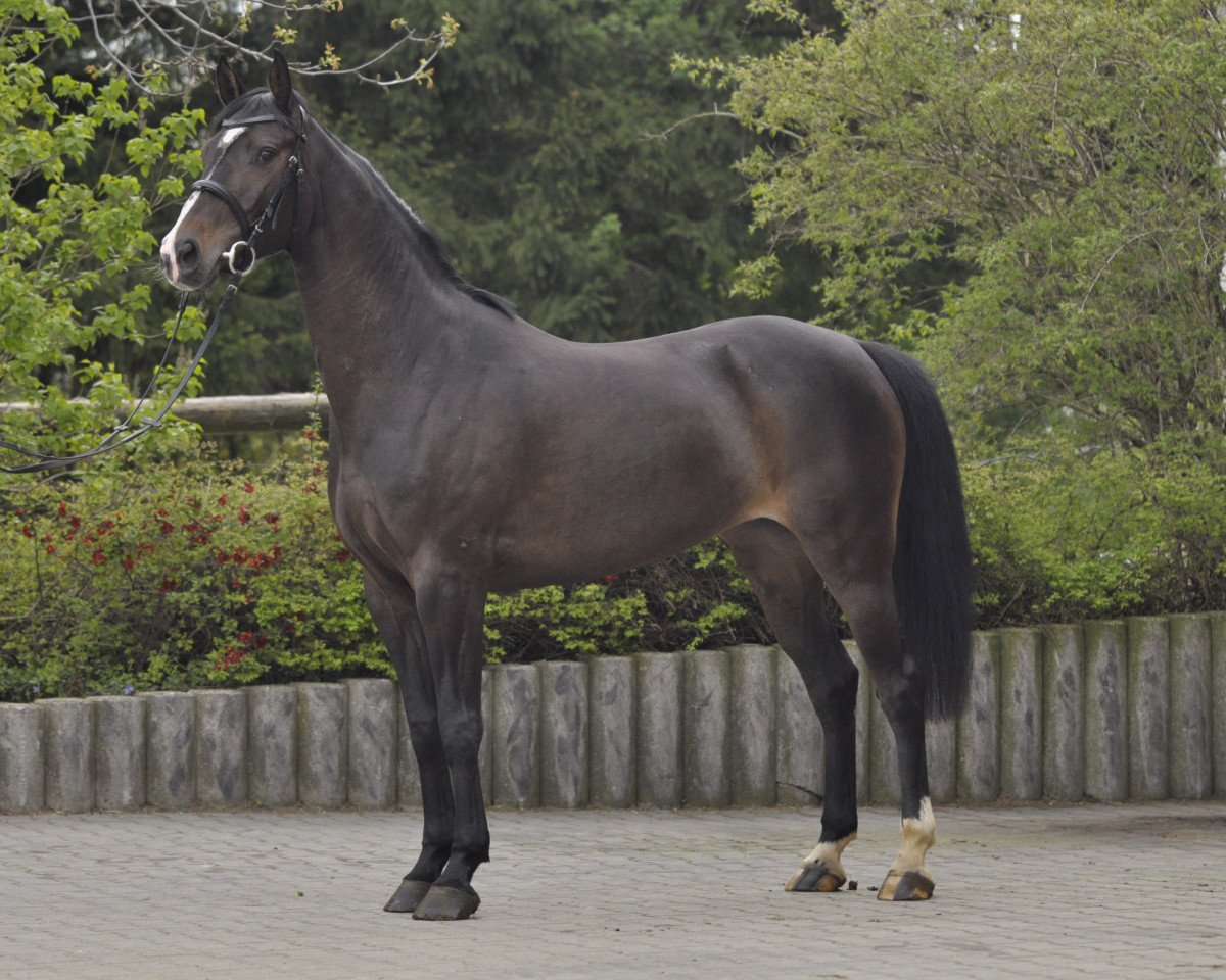 broodmare Caronne 2 (Westphalian, 2008, from Caretello B)