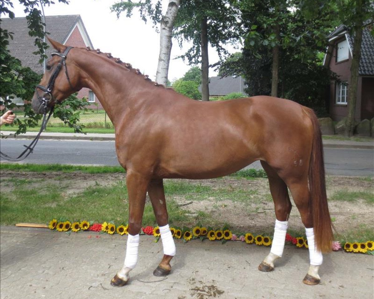broodmare Edition's Davinia (Hanoverian, 2010, from Davignon I)