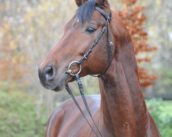 stallion Puschkin (Austrian Warmblood, 1999, from Paquirri)