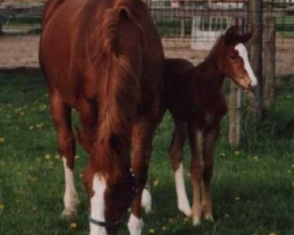 broodmare Cara (Westphalian, 1991, from Cacir AA)