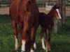 broodmare Cara (Westphalian, 1991, from Cacir AA)