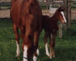 Zuchtstute Cara (Westfale, 1991, von Cacir AA)