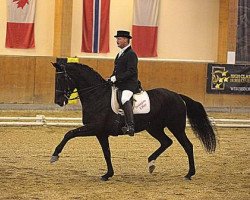 dressage horse Eljuscha (Österreichisches Warmblut, 2005, from Puschkin)