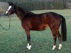 broodmare Queena von Worrenberg (Oldenburg, 2009, from Quintender 2)