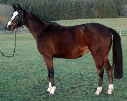 broodmare Queena von Worrenberg (Oldenburg, 2009, from Quintender 2)