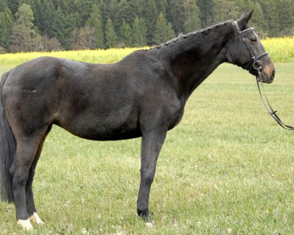 broodmare Kira XI (Holsteiner, 1995, from Sir Shostakovich xx)