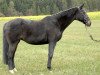 broodmare Kira XI (Holsteiner, 1995, from Sir Shostakovich xx)