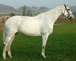 broodmare Catania 63 (Holsteiner, 1996, from Caretino)