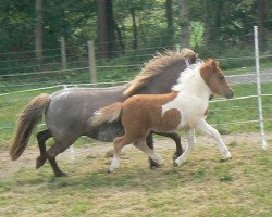 Pferd Wiena von den Hunsrückponys (Dt.Part-bred Shetland Pony, 2014, von Why Not)