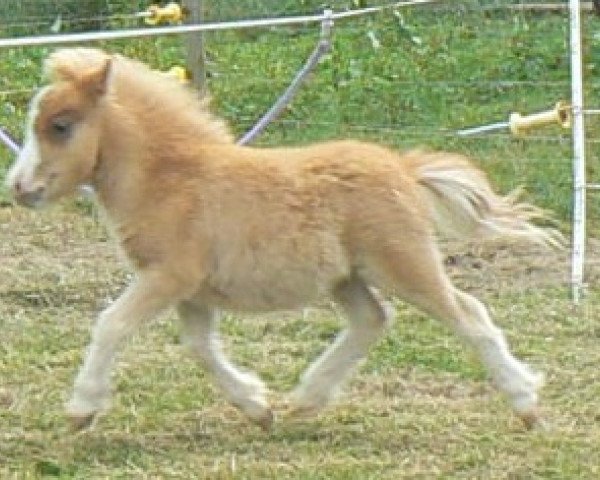 horse Azrael vom Schinderhannes (Dt.Part-bred Shetland pony, 2014, from Arum van Masnon)