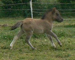 Zuchtstute Flicka von den Hunsrückponys (Shetland Pony, 2014, von Why Not)