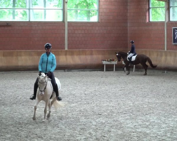 Stutenleistungsprüfung & Eintragung in Wickrath 2021
