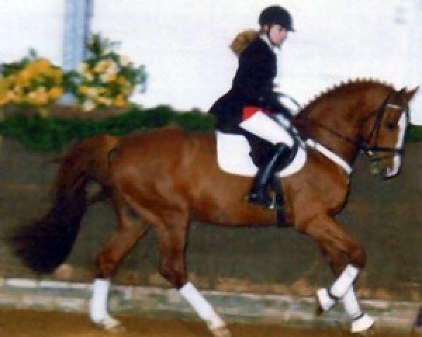 stallion Cadence Z (Hanoverian, 1986, from Cor de la Bryère)