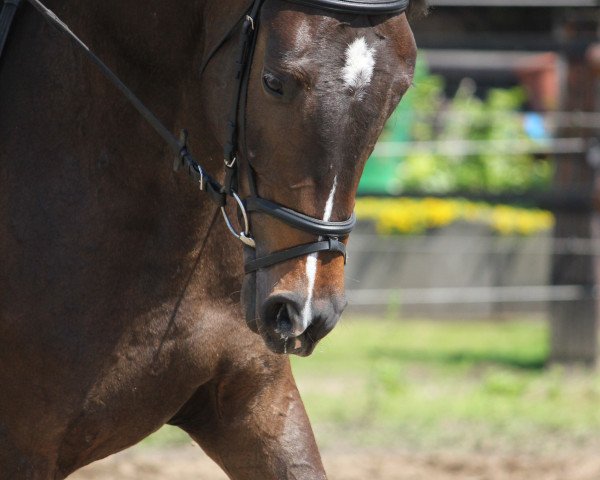 dressage horse Casparr (Holsteiner, 2010, from Clinton I)