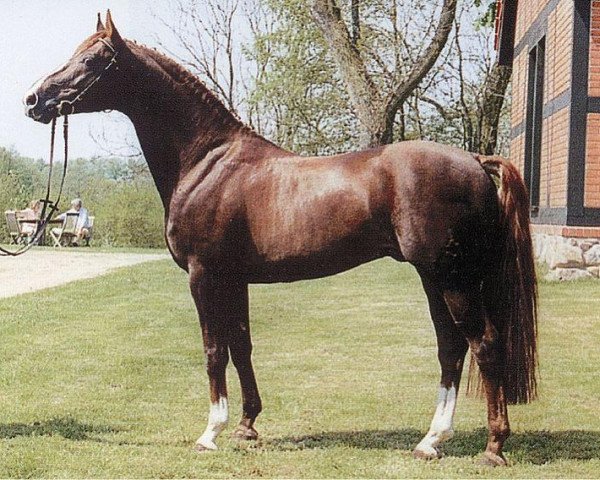 stallion Abrax (Mecklenburg, 1991, from Adriano)