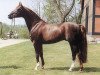 stallion Abrax (Mecklenburg, 1991, from Adriano)