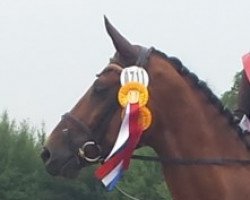 dressage horse Levisto W (Hanoverian, 2007, from Lesieux)