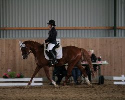 dressage horse Merimac (German Riding Pony, 2004, from FS Maracaibo)